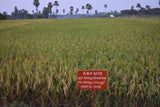 KNM-1638 Climate-Resilient Paddy Seeds | High Yield Early Duration