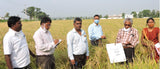KNM-1638 Climate-Resilient Paddy Seeds | High Yield Early Duration
