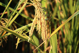 KNM-733 Paddy Seeds | High Yield Fine Grain Rice Variety