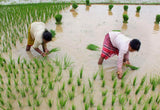 KNM-733 Paddy Seeds | High Yield Fine Grain Rice Variety