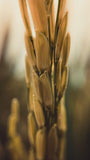 KNM-733 Paddy Seeds | High Yield Fine Grain Rice Variety