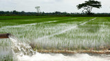 KNM-733 Paddy Seeds | High Yield Fine Grain Rice Variety