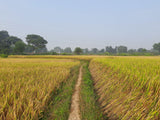 KNM-7715 Paddy Seeds | High Yield Fine Grain Rice Variety