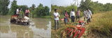KNM-7715 Paddy Seeds | High Yield Fine Grain Rice Variety