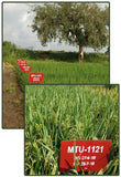 MTU-1121 (Sri Dhruthi) Paddy Seeds | High Yield Disease Tolerant Variety