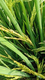 MTU-1121 (Sri Dhruthi) Paddy Seeds | High Yield Disease Tolerant Variety