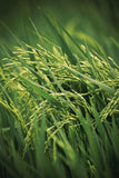 MTU-1121 (Sri Dhruthi) Paddy Seeds | High Yield Disease Tolerant Variety