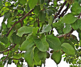 Pure Mahua (Ippa) Kernel for Lamp Oil | Tribal Forest Collection