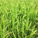 WGL-44 SIDDHI Paddy Seeds | Fine Grain Rice Variety