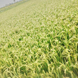 WGL-44 SIDDHI Paddy Seeds | Fine Grain Rice Variety