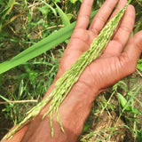 WGL-44 SIDDHI Paddy Seeds | Fine Grain Rice Variety