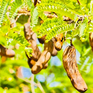 Young Tamarind Leafs Flour-Chinta Chiguru Podi – Vintage Farmers