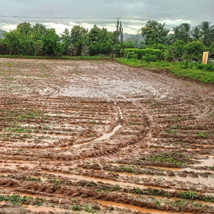 Shevari Sesbania Seeds-Jeeluga Vithanalu-Dhaincha Beej – Vintage Farmers
