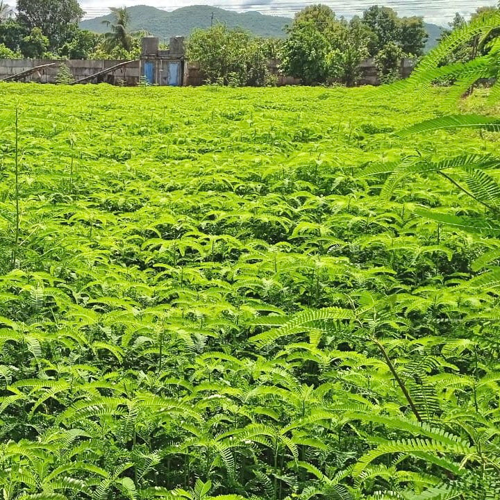 Shevari Sesbania Seeds-Jeeluga Vithanalu-Dhaincha Beej – Vintage Farmers