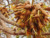 Pure Mahua (Ippa) Kernel for Lamp Oil | Tribal Forest Collection