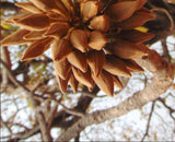 A close-up photograph of a cluster of brown dried flower buds hanging from a tree branch, with blurred branches and sky in the background. 