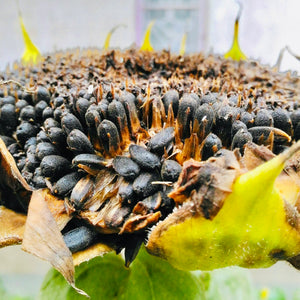Natural SunFlower Seeds-Oil Extraction Purpose