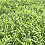Germination Tested Brown-top millet Seeds Plantation from Vintage Farmers brand Mana Velugu