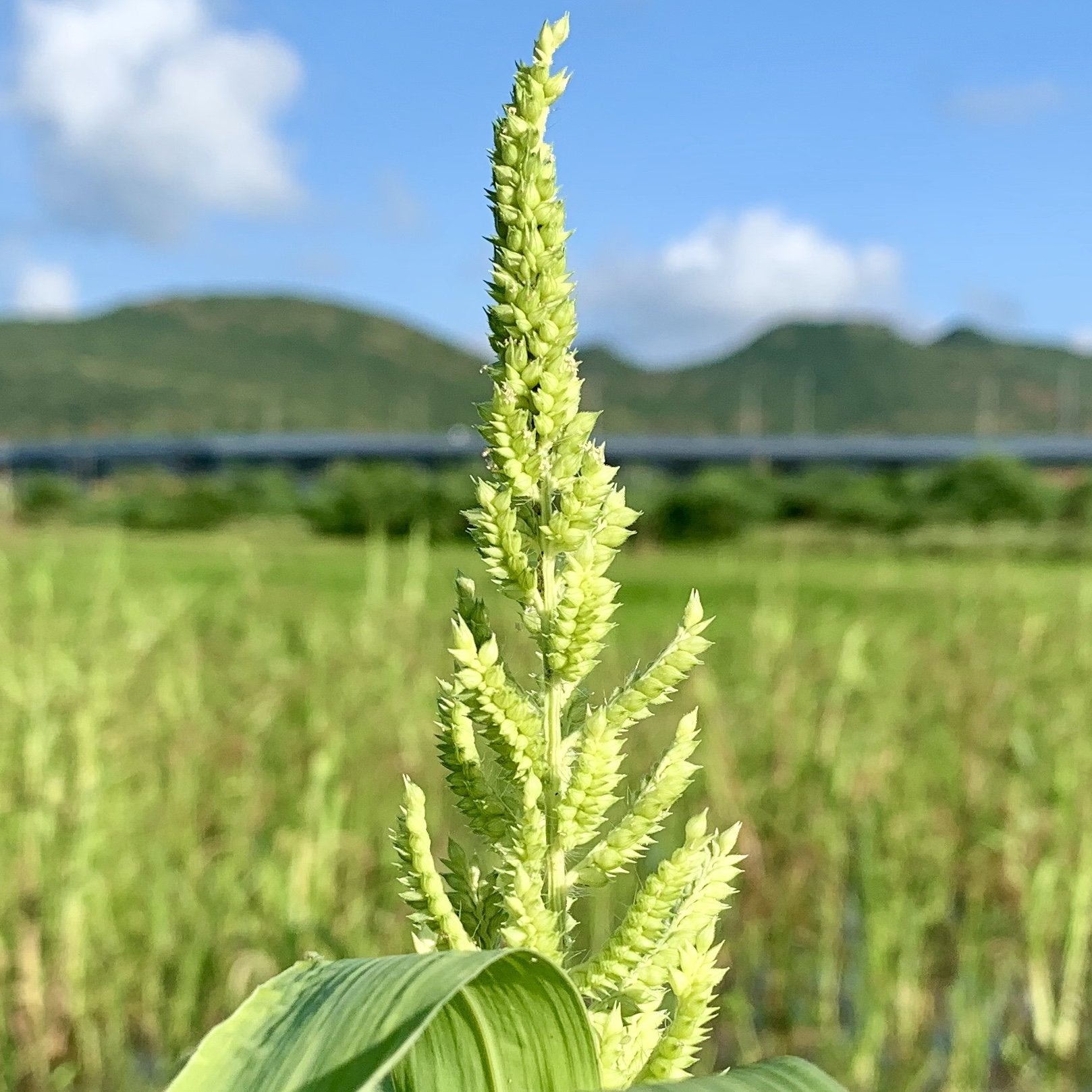 ragi seeds plant Ragi Vithanalu-Finger Millet Seeds – Vintage Farmers