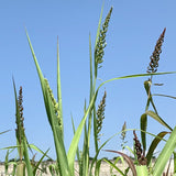 Germination Tested Barnyard millet Seeds Plantation from Vintage Farmers brand Mana Velugu