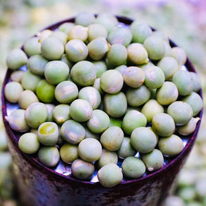 Green Peas From ManaVelugu Vintage Farmers