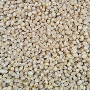 Organic Desi Wheat-Paigambri wheat
