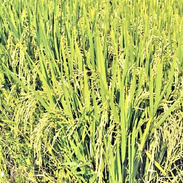 Diafit Steamed Rice-Sugarless Rice-RNR 15048 – Vintage Farmers