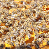 Stingless-Little Bee Raw Honey
