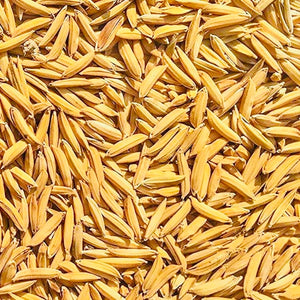 Pusa Basmati 1509 Paddy Seeds