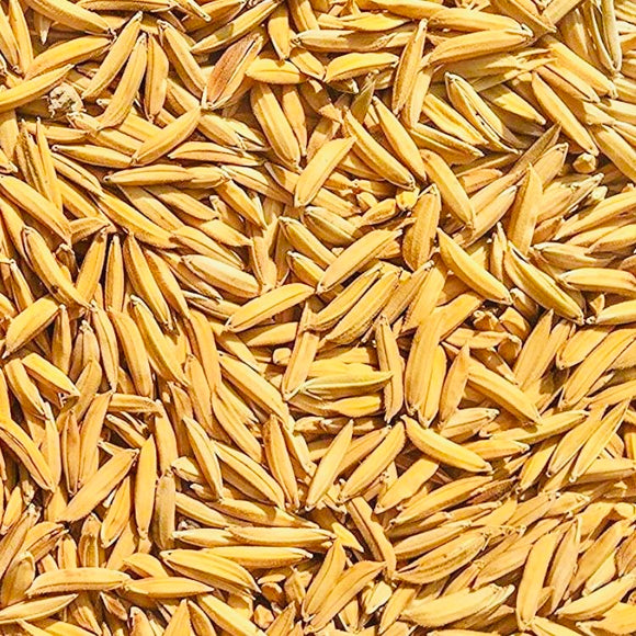Basmati Paddy Seeds-Pusa-1509 Variety
