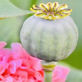 Khus Khus-Gasagasalu-Poppy Seeds-100 Grams