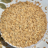 WGL 962 Paddy Seeds