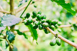 Araku Coffee Whole Beans-Roasted