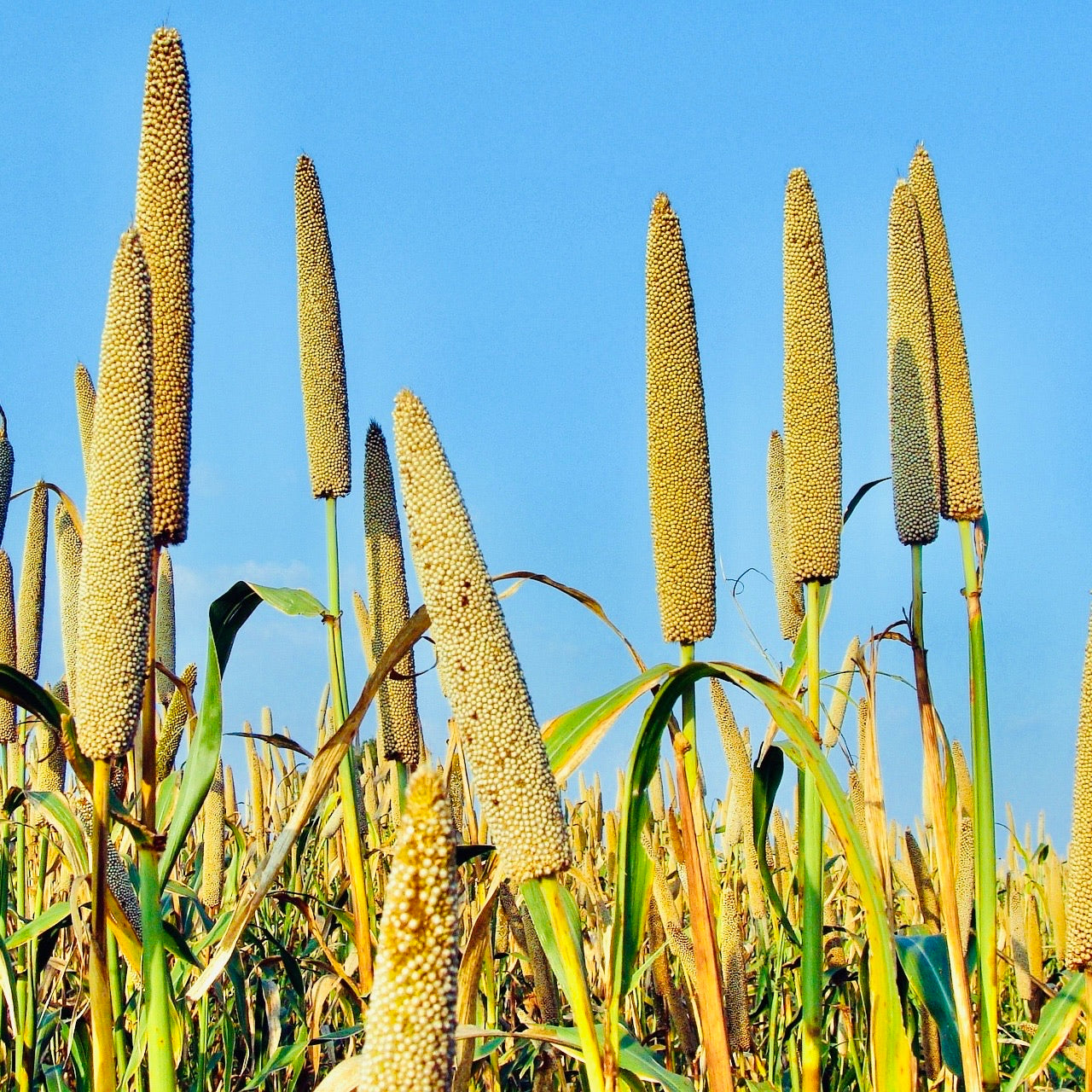Natural Pearl Millet Seeds-Bajra Seeds-Gantelu – Vintage Farmers