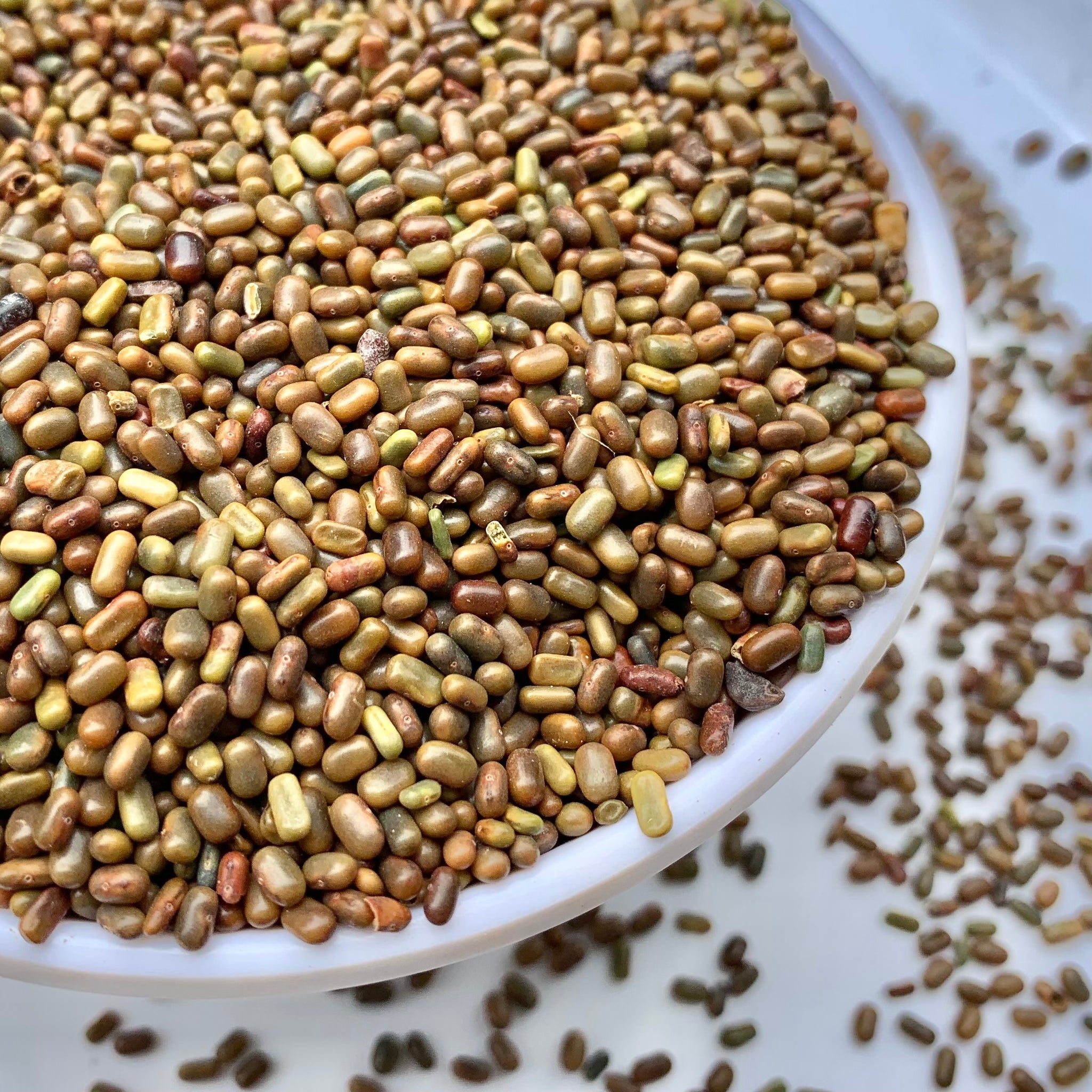 Shevari Sesbania Seeds-Jeeluga Vithanalu-Dhaincha Beej – Vintage Farmers