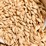 Khapli Wheat-Emmer-Seeds For Cultivation