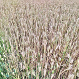 Desi Paigambri wheat Seeds-Cultivation