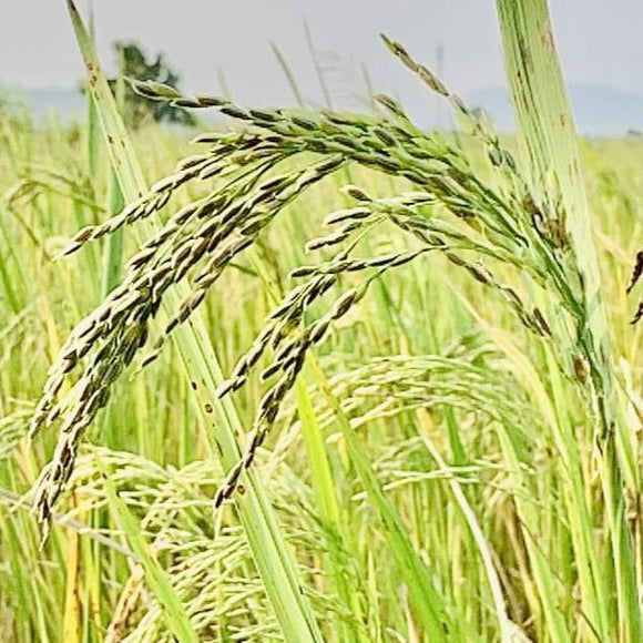 black rice seeds for planting Black Paddy Seeds-BPT2841-1 Kg Packs – Vintage Farmers