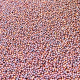 Ragi Vithanalu-Finger Millet Seeds