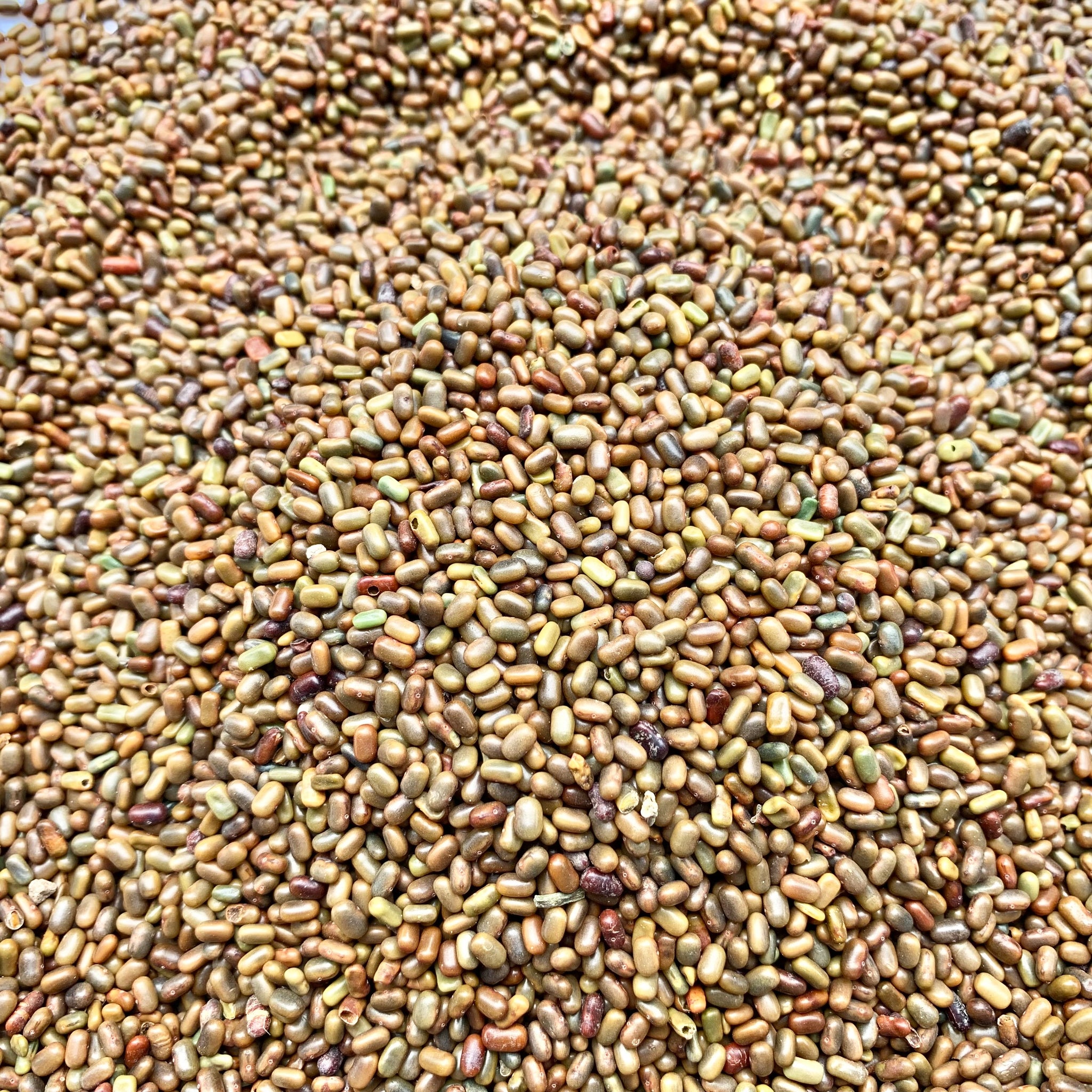 Shevari Sesbania Seeds-Jeeluga Vithanalu-Dhaincha Beej – Vintage Farmers