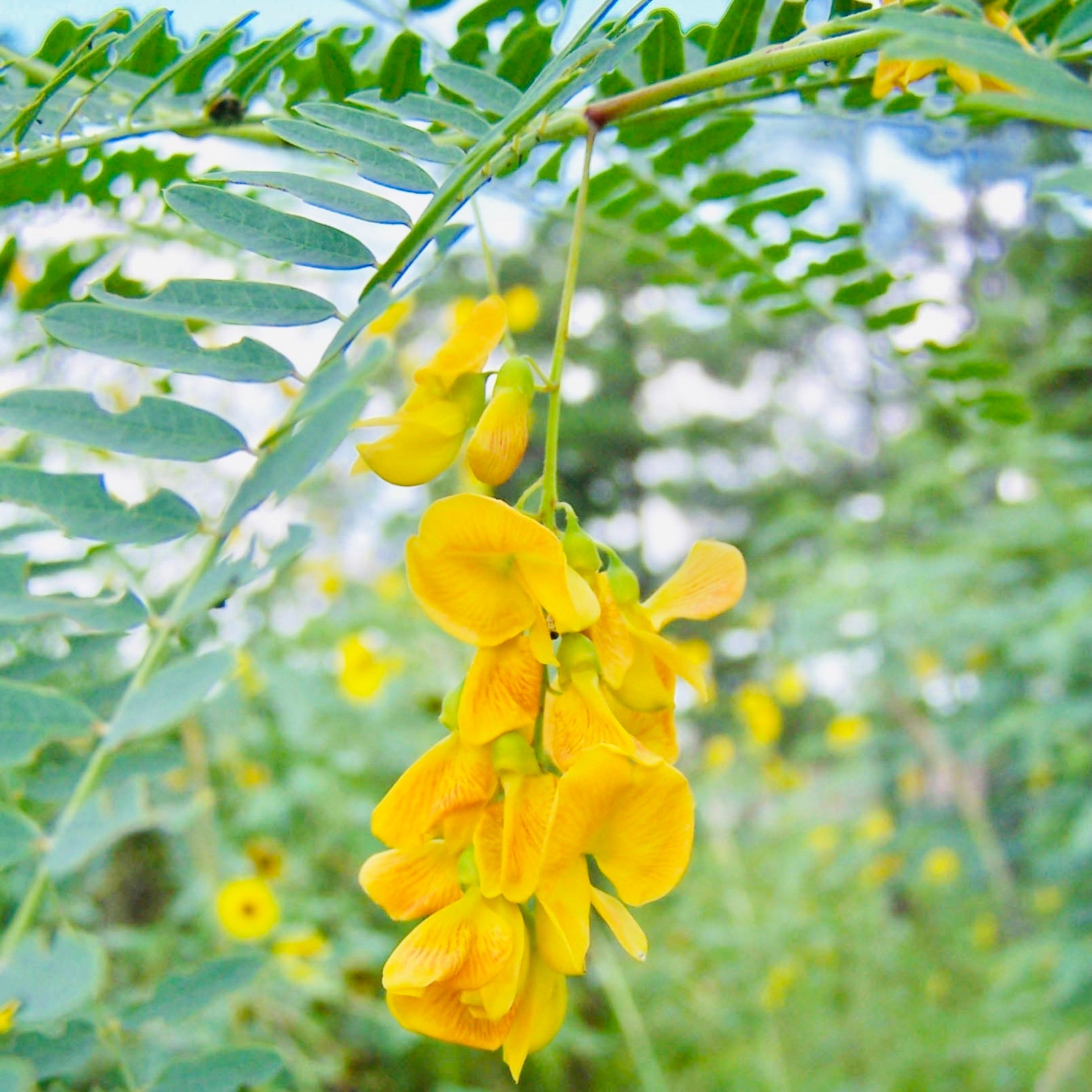 Shevari Sesbania Seeds-Jeeluga Vithanalu-Dhaincha Beej – Vintage Farmers