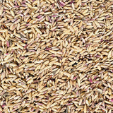 Pink Rice-Manipuri Rice-Chakhao Pink Rice 1 Kg Packs