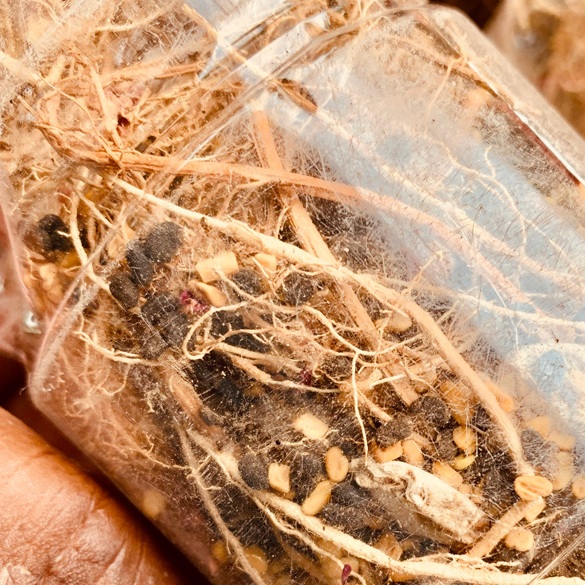 Araku Valley Roots-Herbal Hair Infusion – 1 Bottle of Root-Boosting Ha ...