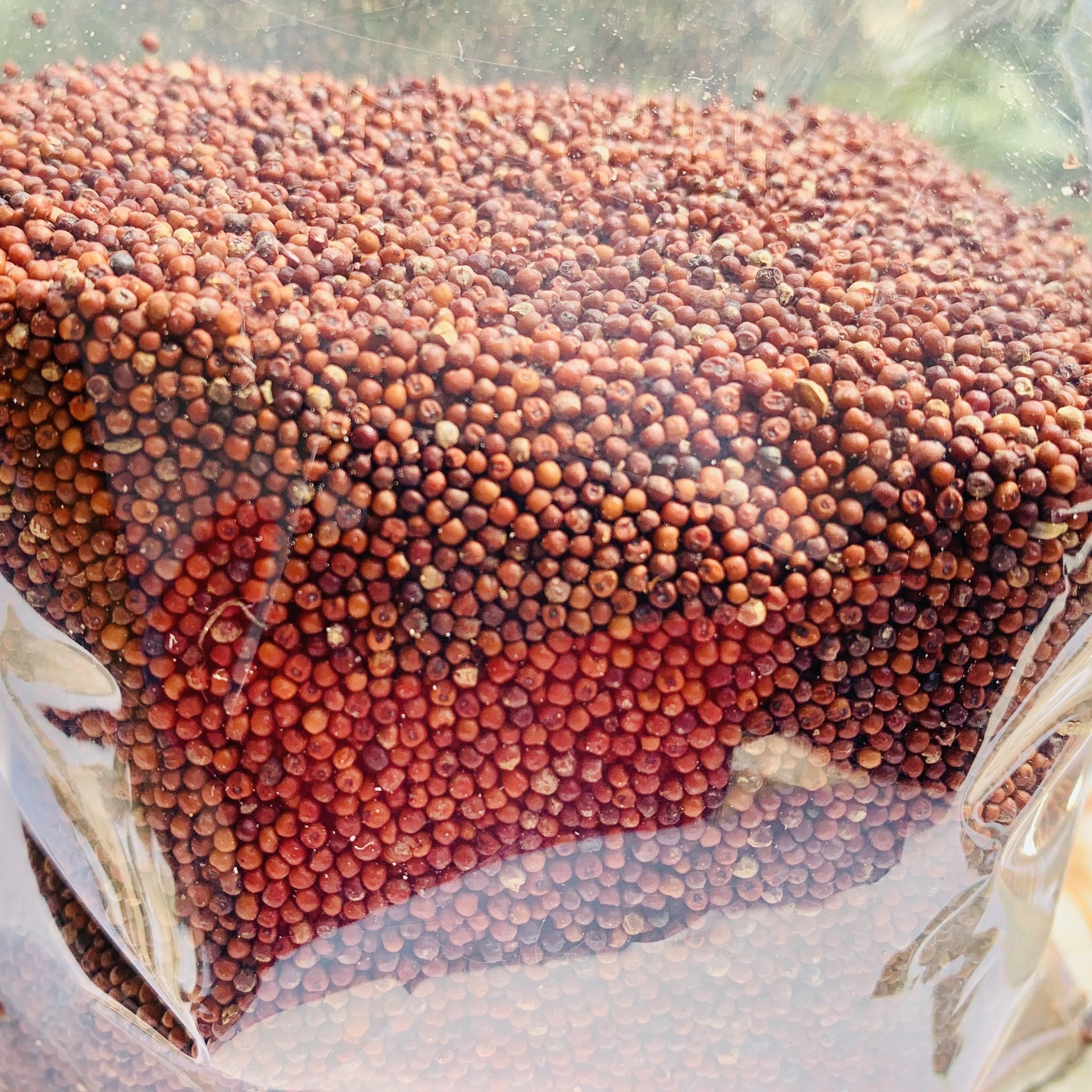 Whole Ragi Whole Ragi Finger Millet Rice – Tribal PODU Grown, Gluten-Free ...