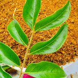 Spicy Curry Leaves Powder-Karvepaaku Podi