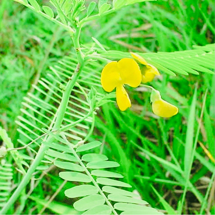 Shevari Sesbania Seeds-Jeeluga Vithanalu-Dhaincha Beej – Vintage Farmers