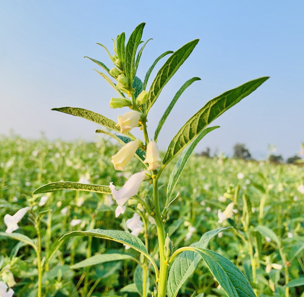white sesame seeds plant White Sesame Seeds For Cultivation – Vintage Farmers