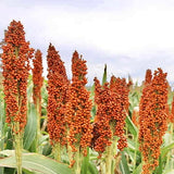Red Sorghum Seeds-Lal Jowar-Yerra Jonnalu