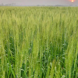 Natural Sharbati Wheat