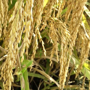 MTU-1262 Marteru Paddy Seeds-Andhra Pradesh